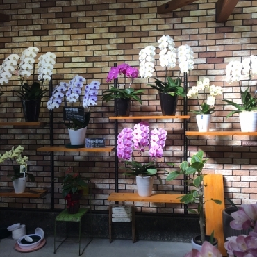 「花よし」　（長野県上田市）の花屋店舗写真3